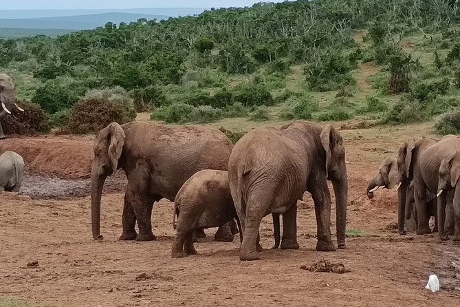 Addo Elephant National Park Safari. - Expectations