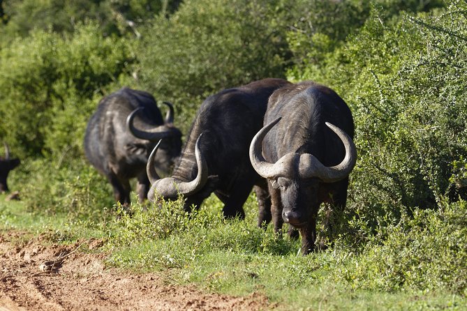Addo Elephant Park All-Inclusive Day Safari From Port Elizabeth - Pricing and Reservation