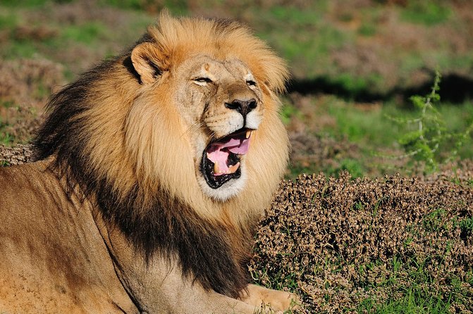Addo Elephant Park All-Inclusive Day Safari From Port Elizabeth - Pickup Details