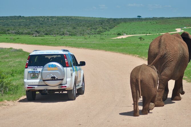 Addo Elephant Park All-Inclusive Day Safari From Port Elizabeth - Reviews