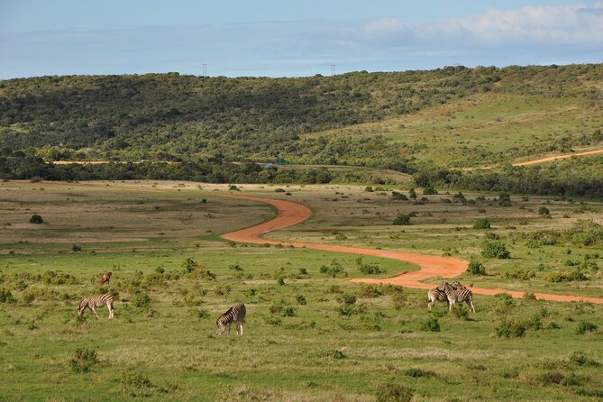 Addo Elephant Park All-Inclusive Day Safari From Port Elizabeth - Common Questions