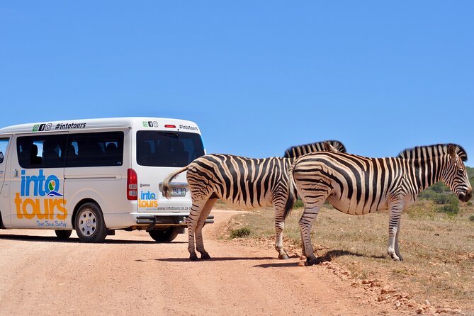 Addo Elephant Park All-Inclusive Day Safari From Port Elizabeth - The Sum Up