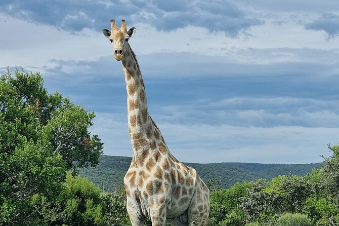 Addo Elephant Park & Giraffe Walk Full-Day Safari - Itinerary Overview