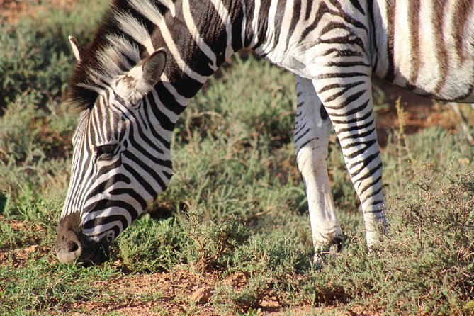 Addo Elephant Park Multi-Day Photo Safari - Small-Group Photo Safari Experience