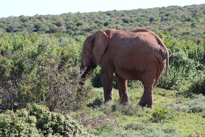Addo Elephant Park Multi-Day Photo Safari - Common Questions