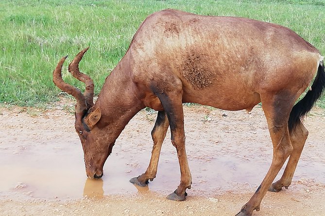 Addo Elephant Safari and Horseback Riding in Addo Combo - Whats Included