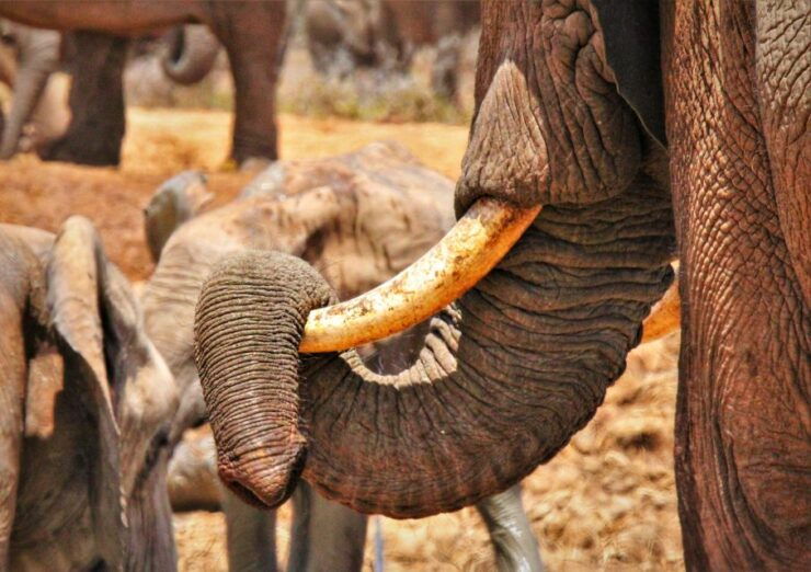 Addo National Park: Guided Half-Day Safari - Tour Details