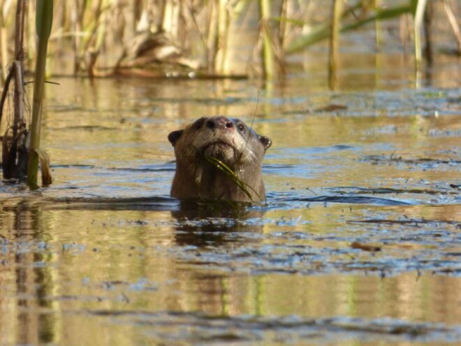 Addo River Safari - Guided Tour in Canoes - Booking Information