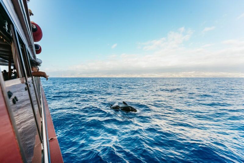 Adeje: Whale and Dolphin Watching Cruise With Lunch and Swim - Good To Know
