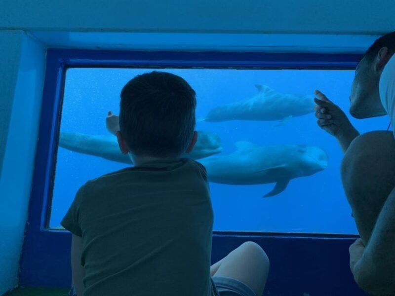 Adeje: Whale and Dolphin Watching Cruise With Lunch and Swim - Itinerary and Cruise Options