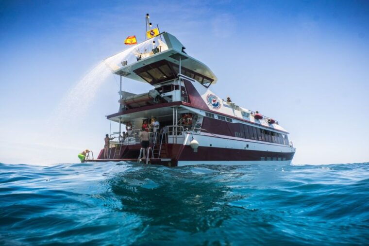 Adeje: Whale and Dolphin Watching Cruise With Lunch and Swim - Highlights and Experience