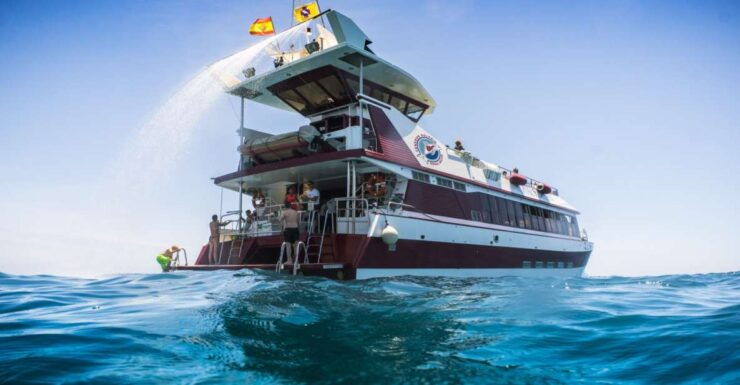 Adeje: Whale and Dolphin Watching With Lunch and Swimming - Itinerary and Activities