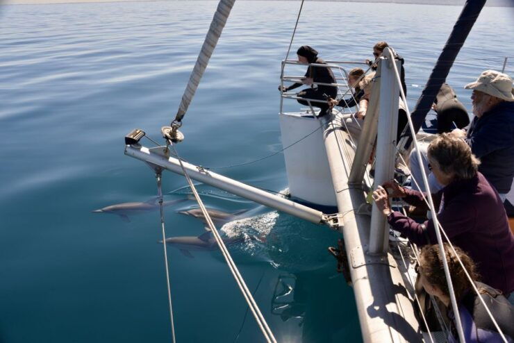 Adelaide: 3.5-Hour Guaranteed Wild Dolphin Watching Cruise - Activity Details