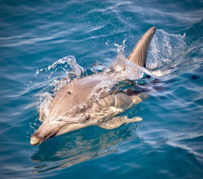 Adelaide: 3.5-Hour Guaranteed Wild Dolphin Watching Cruise - Inclusions