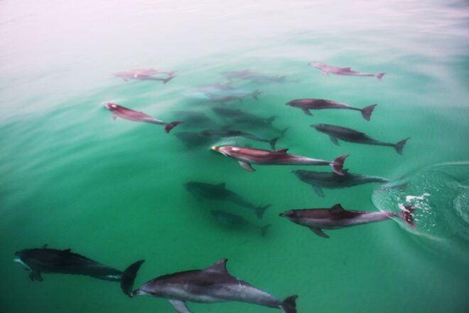 Adelaide: 3.5-Hour Guaranteed Wild Dolphin Watching Cruise - Participant and Date Selection
