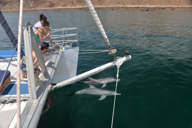 Adelaide: 3.5-Hour Guaranteed Wild Dolphin Watching Cruise - Review Summary