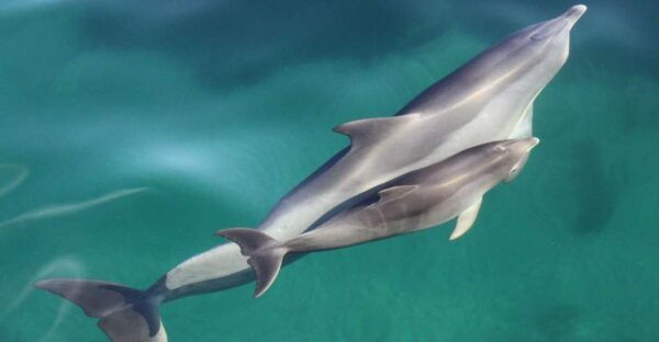 Adelaide: 3.5-Hour Guaranteed Wild Dolphin Watching Cruise - Common Questions