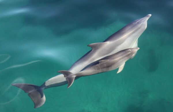 Adelaide: 3.5-Hour Guaranteed Wild Dolphin Watching Cruise - The Sum Up