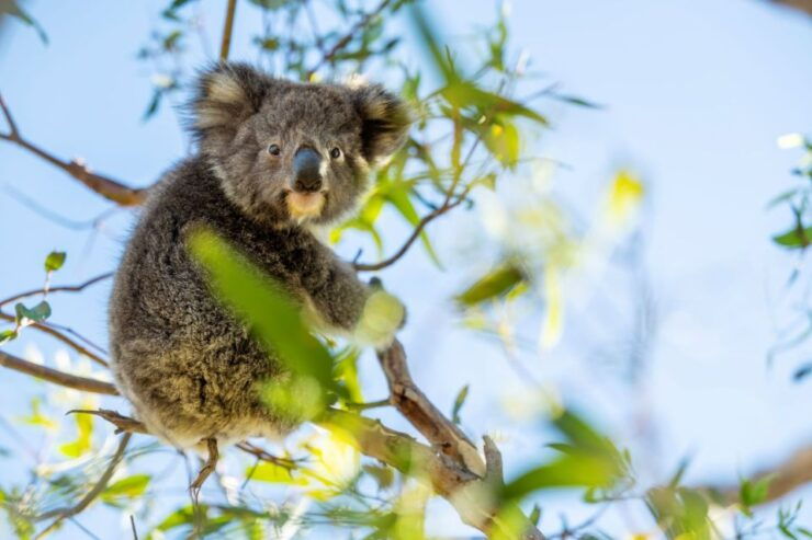 Adelaide: 3-Day Guided Kangaroo Island Wildlife Excursion - Activity Details