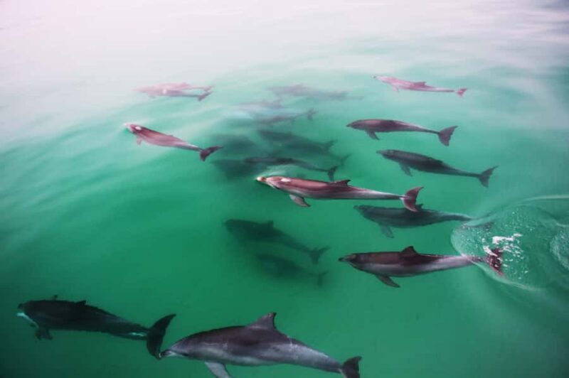 Adelaide: 4-Hour Guaranteed Wild Dolphin Watching Cruise - The Value of the Experience