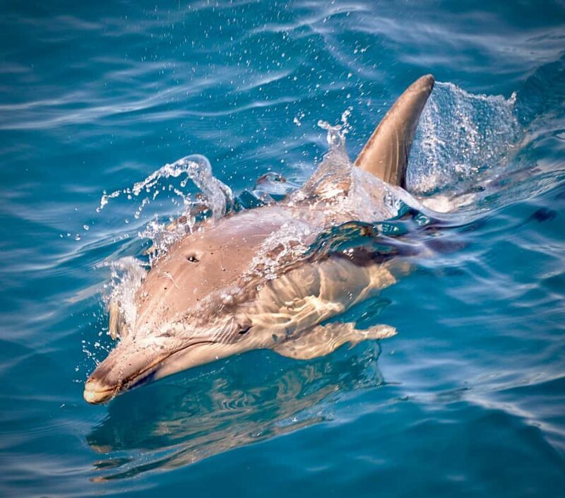 Adelaide: 4-Hour Guaranteed Wild Dolphin Watching Cruise - Who Should Consider This Tour?