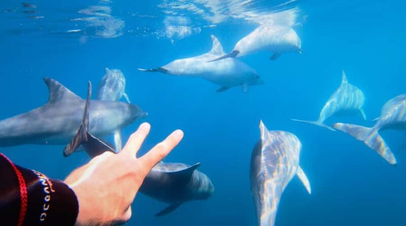 Adelaide: 4-Hour Swimming with Dolphins Experience - Good To Know