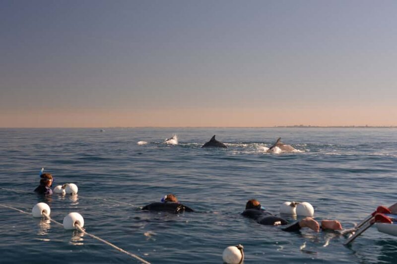 Adelaide: 4-Hour Swimming with Dolphins Experience - Who will love this experience?