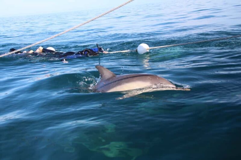Adelaide: 4-Hour Swimming with Dolphins Experience - FAQ