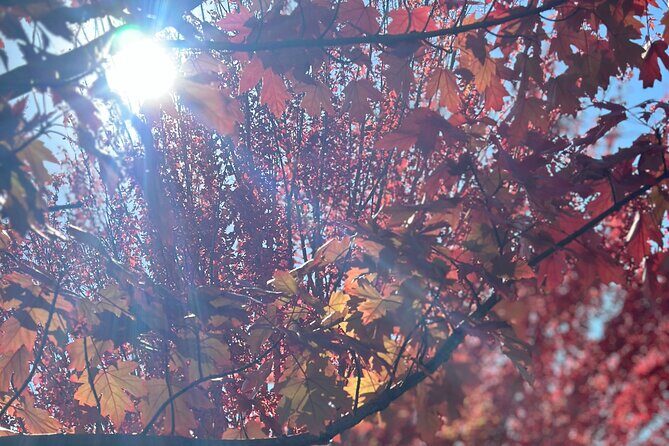 Adelaide City Highlights via Hahndorf Half-Day Tour - Introduction: A Short but Sweet Adelaide Adventure