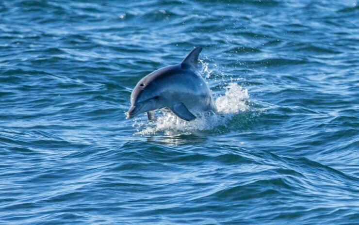 Adelaide: Coastal Walking Tour - Activity Details