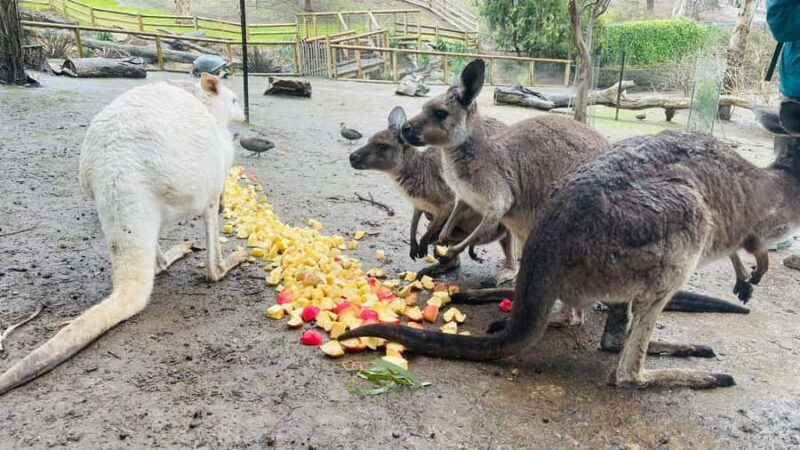 Adelaide Cruise Ship Tours - Detailed Breakdown of Each Tour