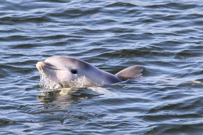 Adelaide Dolphin Sanctuary and Ships Graveyard Kayak Tour - Customer Complaints and Feedback