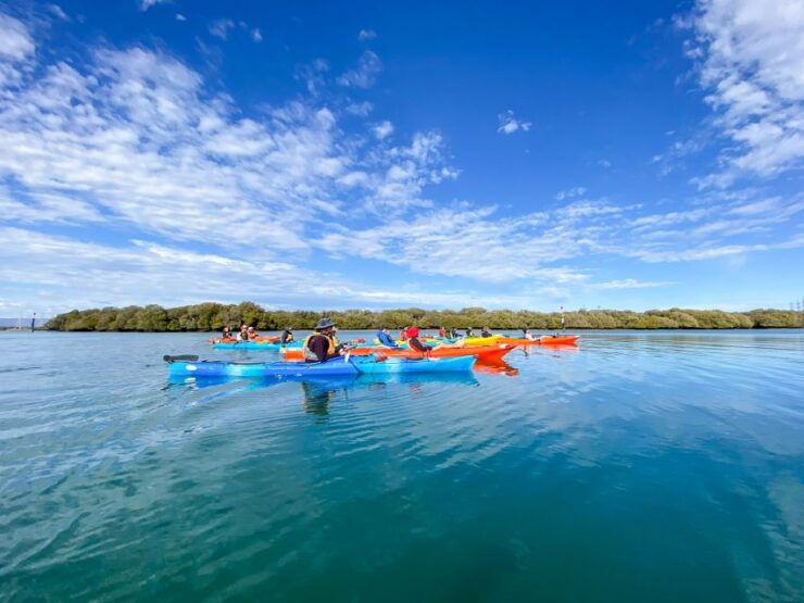 Adelaide: Dolphin Sanctuary Mangroves Kayak Tour - Experience Highlights