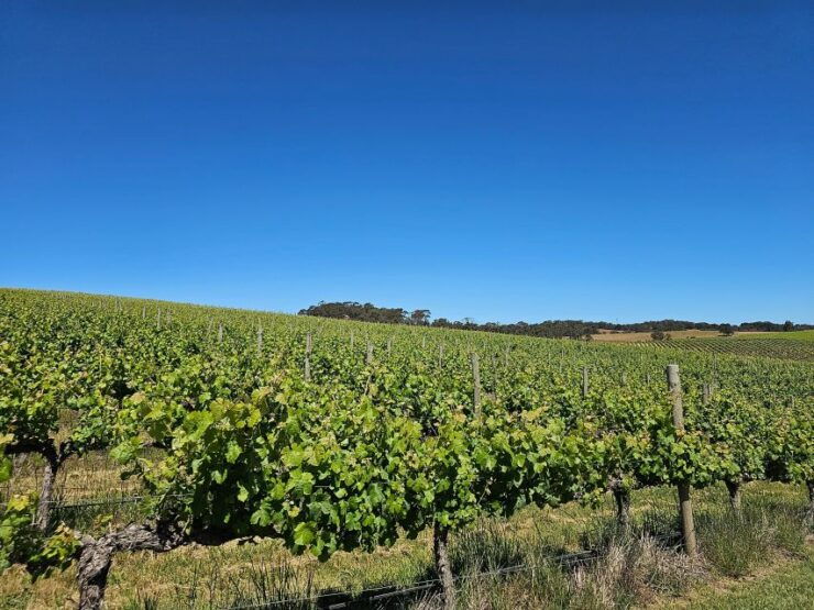 Adelaide: Hahndorf & Hills Gourmet Food & Wine Tour - Booking Details