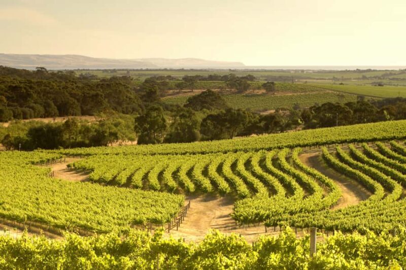 Adelaide: Half-day McLaren Vale & Glenelg Wine Tasting Tour - Practical Details and Considerations