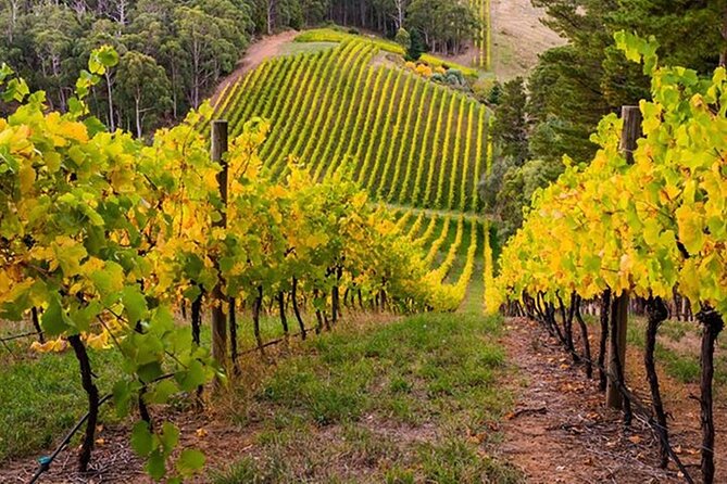 Adelaide Hills Divine Wine Tour - Vineyard Visits