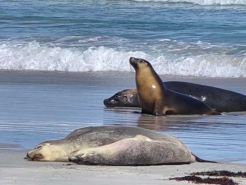 Adelaide: Kangaroo Island 2-Day Epic Wildlife Adventure - FAQ