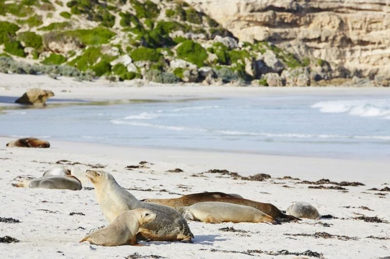 Adelaide Kangaroo Island 2-Day National Park Tour - Booking details worth checking