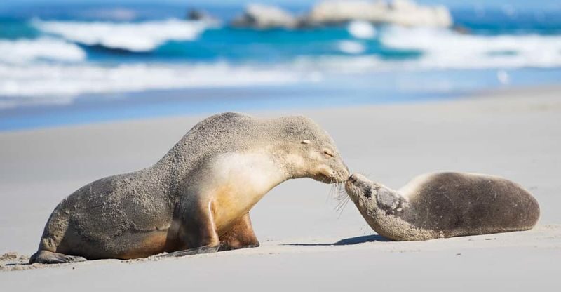 Adelaide Kangaroo Island Full-Day Chinese Small Group Sightseeing Tour - What the small-group format can change