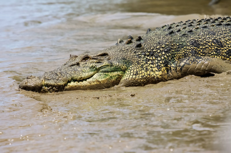 Adelaide River Jumping Croc Cruise Half Day Tour - The Adelaide River puts crocodiles at centre stage