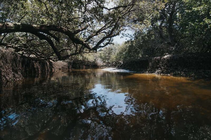 Adelaide: Twilight Mangrove Creek Kayak Tour - Good To Know
