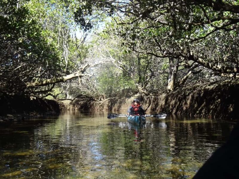 Adelaide: Twilight Mangrove Creek Kayak Tour - The Experience in Detail