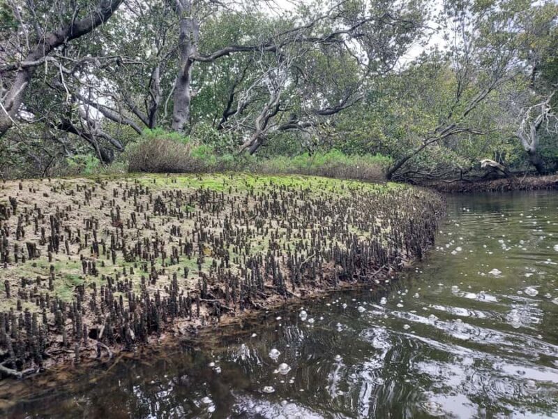 Adelaide: Twilight Mangrove Creek Kayak Tour - Who Will Love This Tour?