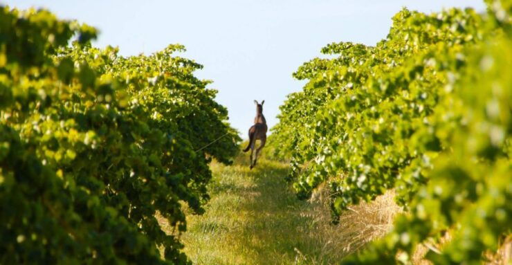 Adelaide: Wine and Wildlife 4WD Tour - Group Size and Tour Guide