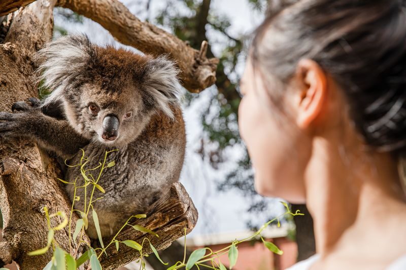 Adelaide Zoo Admission - Pandas, predators and Australian wildlife