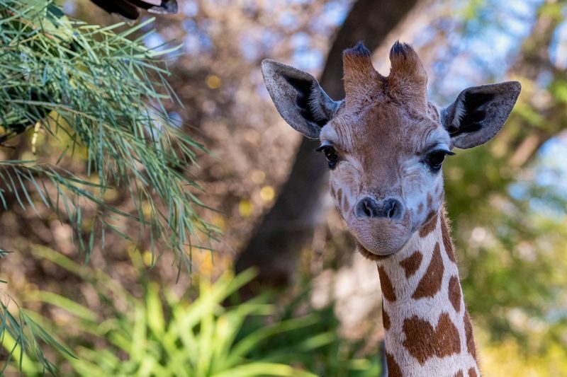Adelaide Zoo Admission - How to shape a three- to four-hour visit