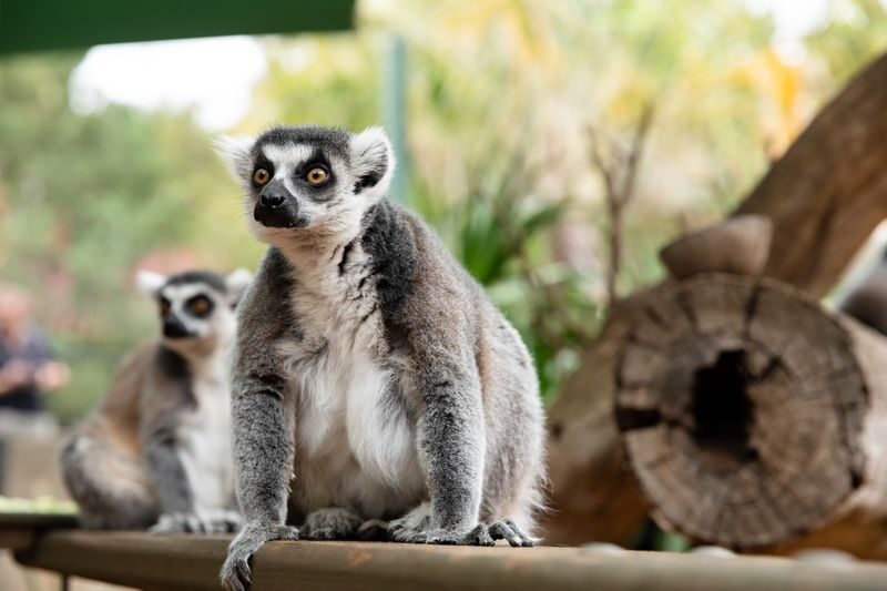 Adelaide Zoo Admission - Ticket value, access and the small print