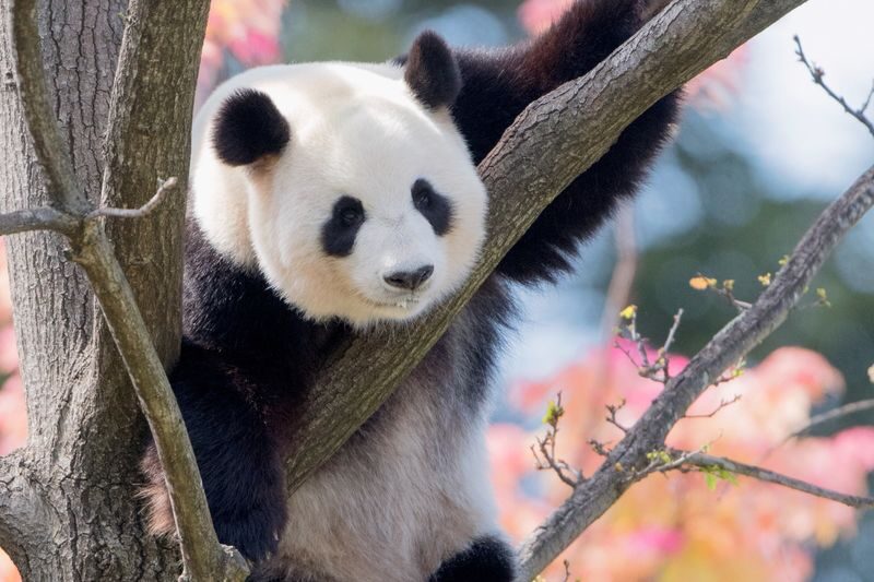 Adelaide Zoo Admission - Is Adelaide Zoo worth booking?