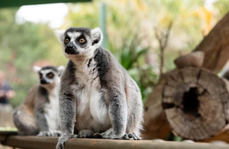 Adelaide Zoo: General Admission Tickets - Food, Facilities, and Accessibility
