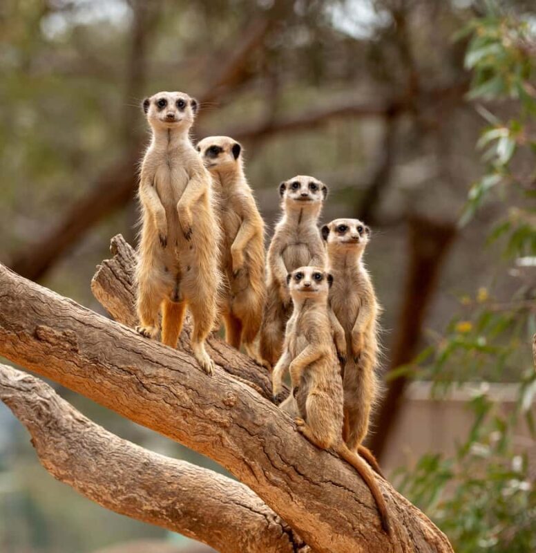 Adelaide Zoo: General Admission Tickets - Who is Adelaide Zoo Best For?